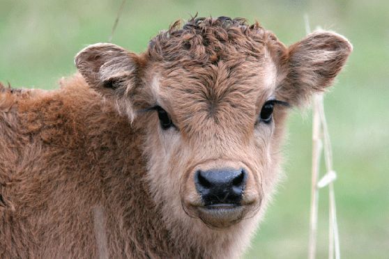 Auerochsen